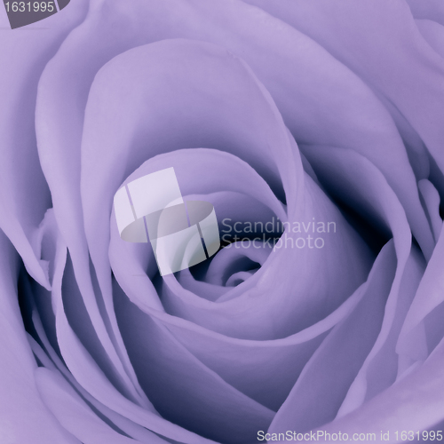 Image of violet rose close up