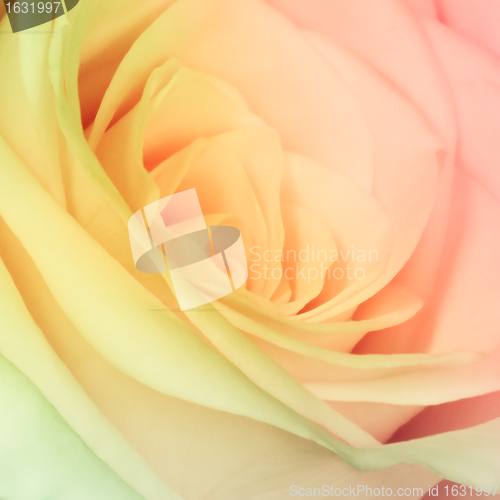 Image of multicolor rose