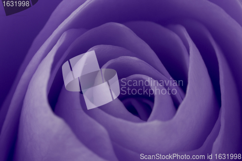 Image of violet rose macro