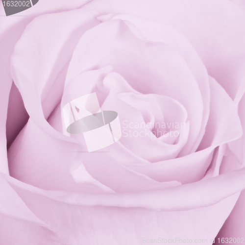 Image of violet rose close up
