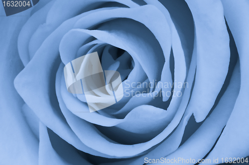 Image of blue rose close up