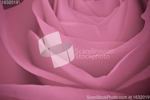 Image of pink rose macro