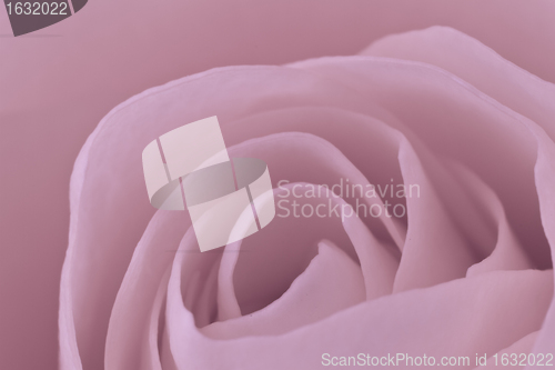 Image of pink rose macro
