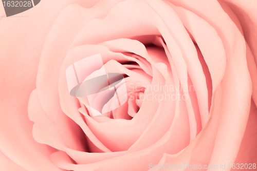 Image of pink rose close up
