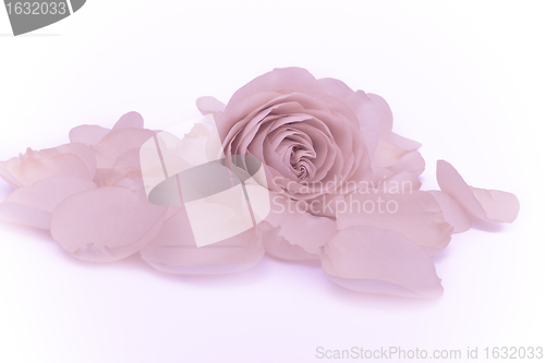 Image of pink rose macro