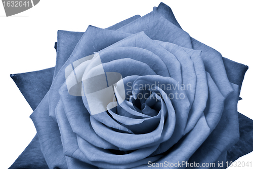 Image of blue rose