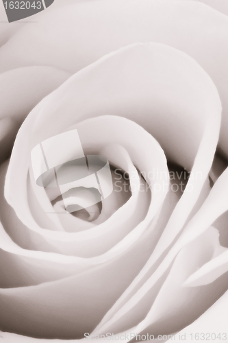 Image of white rose close up