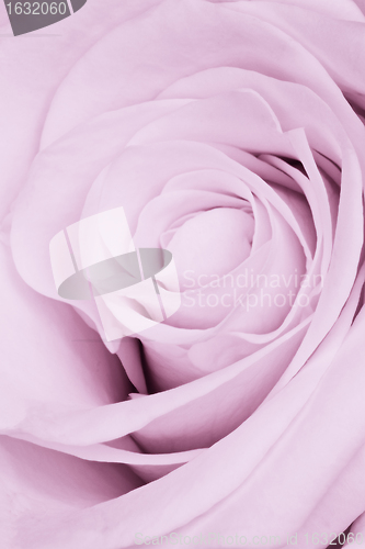 Image of violet rose close up
