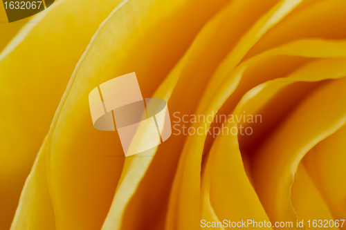 Image of yellow rose macro