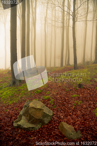 Image of misty forest
