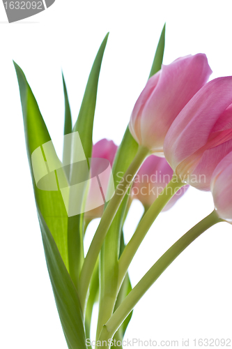 Image of pink tulips