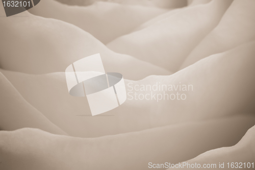 Image of white rose macro