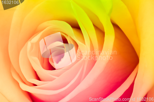Image of multicolor rose