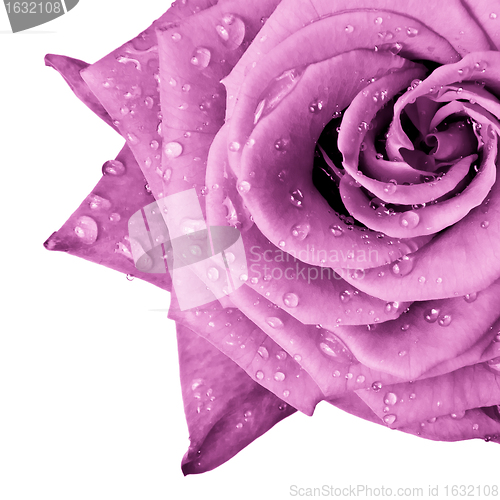 Image of pink rose