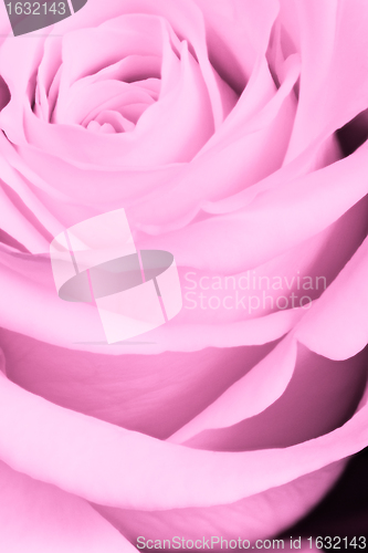 Image of pink rose close up