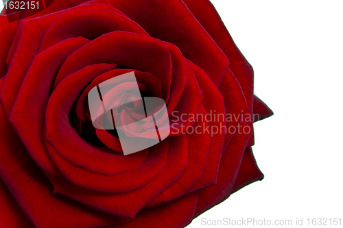 Image of red rose