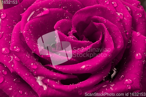 Image of pink rose