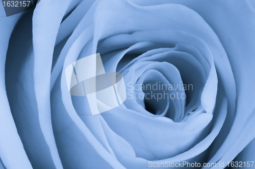 Image of blue rose close up
