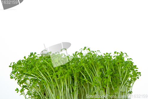 Image of cress isolated