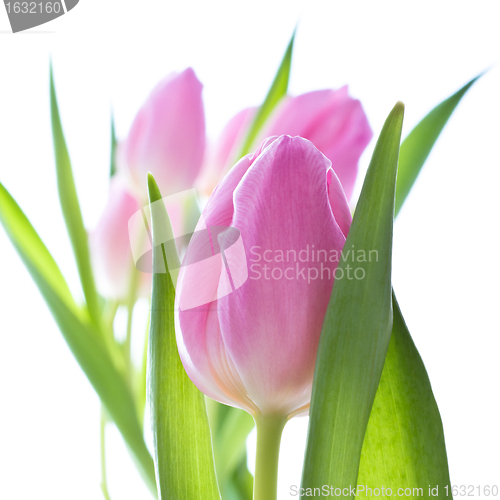 Image of pink tulips