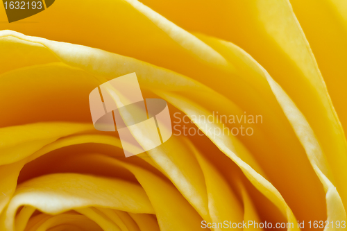 Image of yellow rose macro