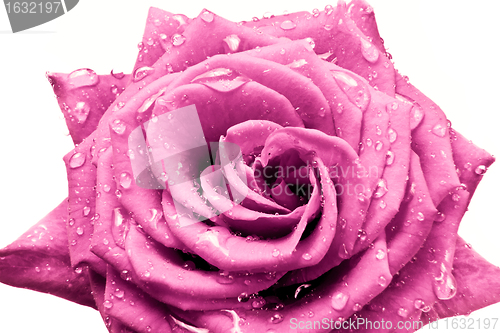 Image of pink rose