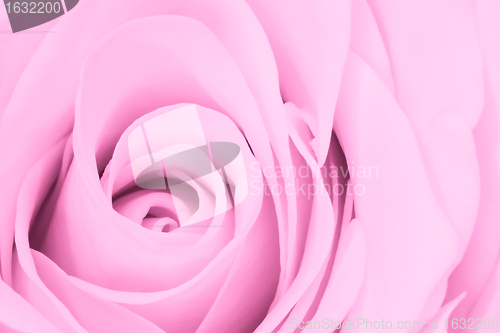 Image of pink rose close up