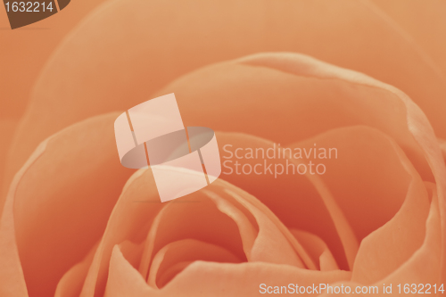 Image of orange rose macro