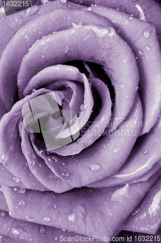 Image of violet rose
