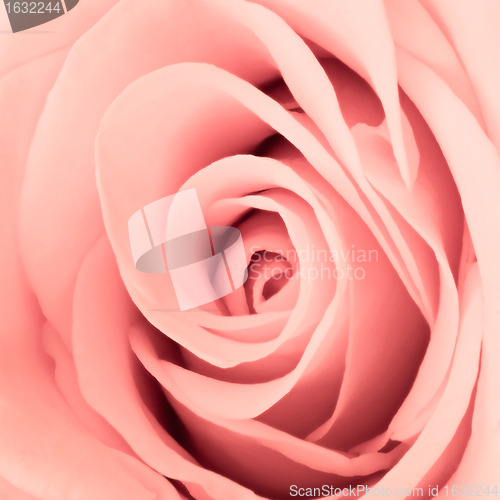 Image of pink rose close up