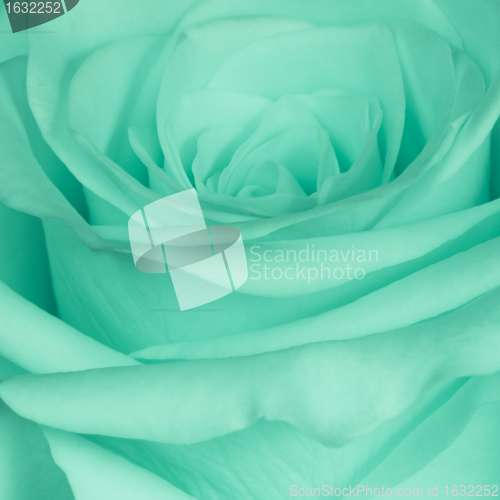 Image of green rose close up