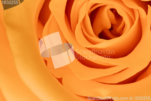 Image of orange rose close up