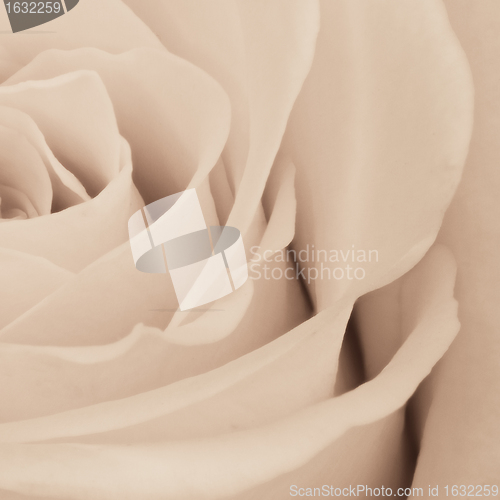 Image of white rose close up