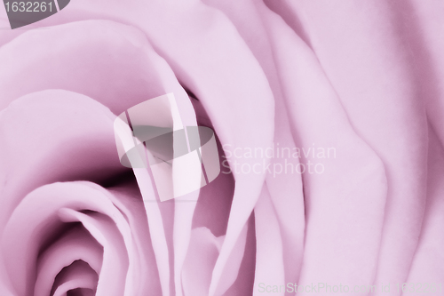 Image of violet rose close up