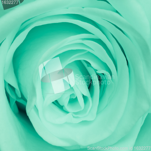 Image of green rose close up
