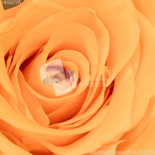 Image of orange rose close up
