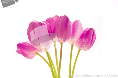 Image of bunch of tulips