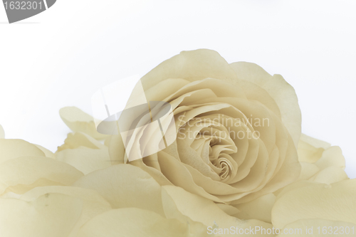 Image of white rose macro
