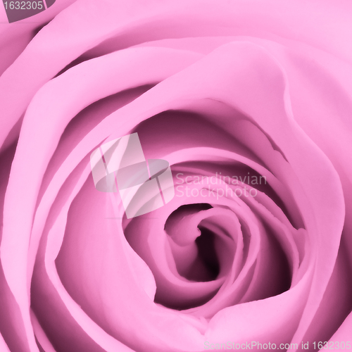 Image of pink rose close up