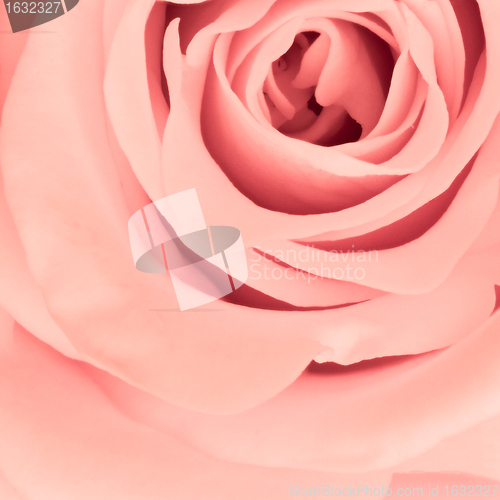 Image of pink rose close up