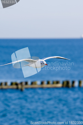 Image of seagulls at pier