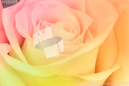 Image of multicolor rose