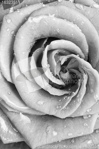 Image of white rose