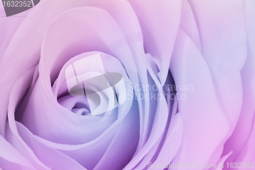 Image of multicolor rose