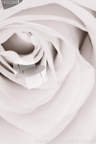 Image of white rose close up