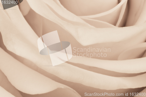 Image of white rose close up
