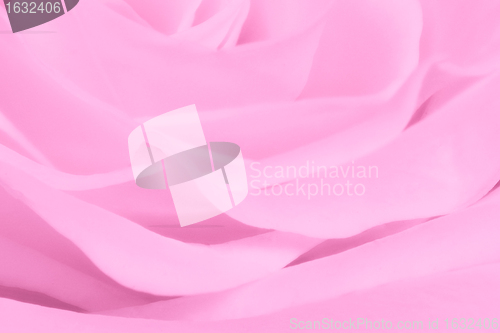 Image of pink rose close up