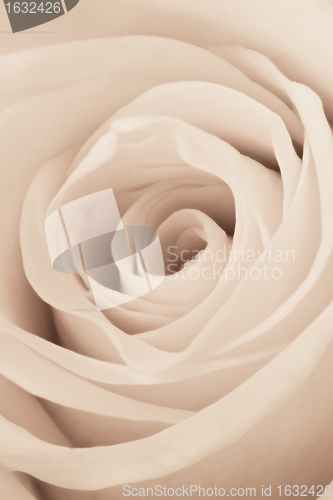 Image of white rose close up