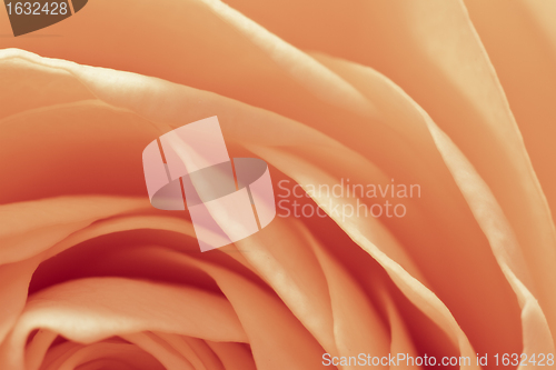 Image of orange rose macro