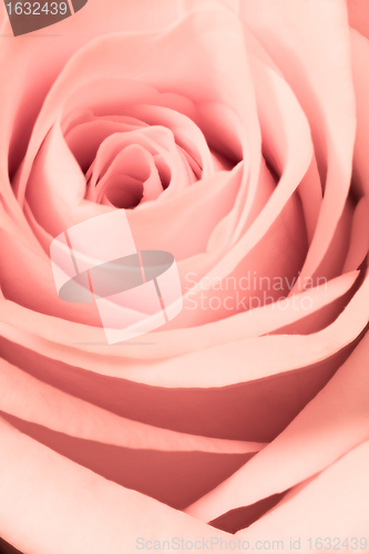 Image of pink rose close up